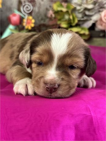 Male Red Merle Miniature Aussie-Baxter
