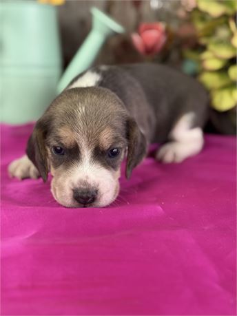 *Blue Tri* pocket beagle Male- Paul