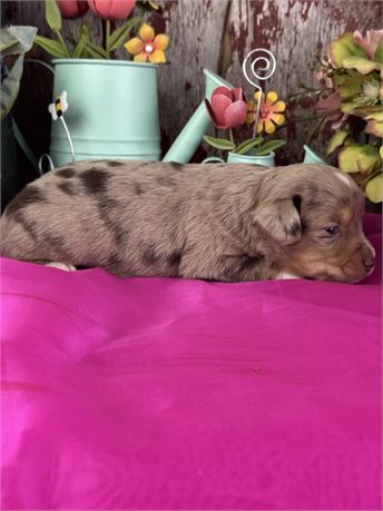 Male Red Merle Miniature Aussie-Biscuit