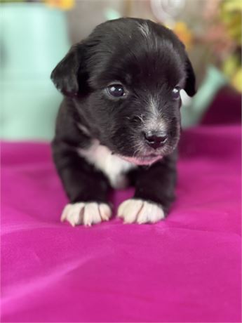 Female Black Tri Miniature Aussie-Bunny