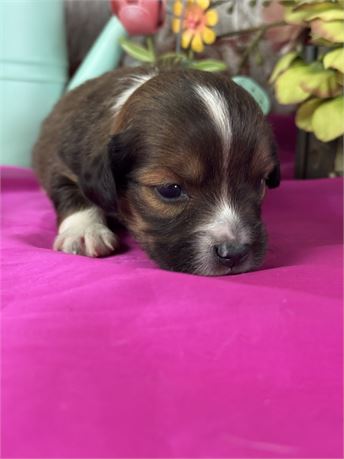 Male Sable Miniature Aussie-bow