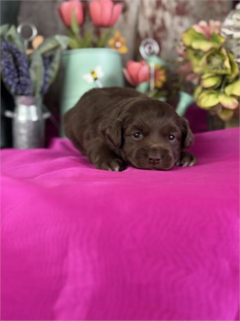 Female chocolate Aussie-poo-princess