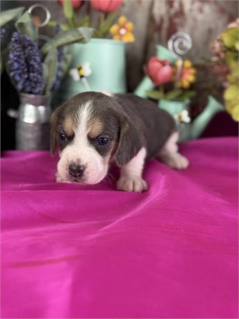 *Blue Tri* pocket beagle female- Paisley