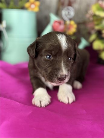 Male Red Tri Miniature Aussie-barry