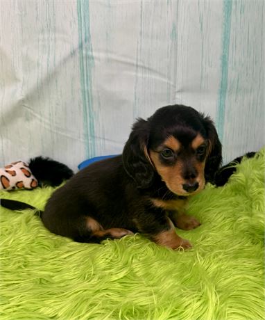 NICE LITTLE DACHSHUND (M)