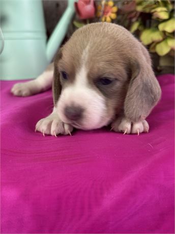 *light chocolate tri* pocket beagle female- Piper