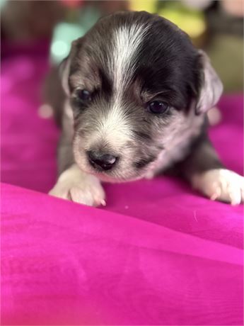 Female Blue merle Miniature Aussie-Bella