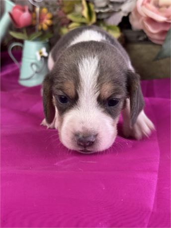 *Blue Tri* pocket beagle female- Parker