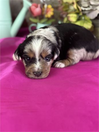 Female Blue merle Miniature Aussie-Bambi