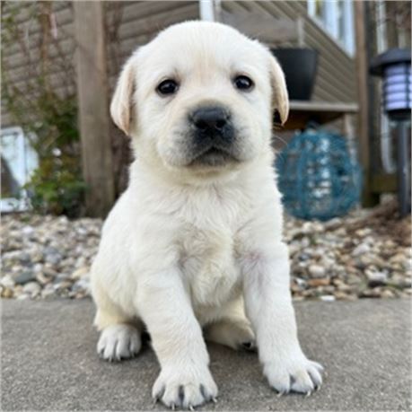ACA English Labrador - Earl