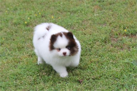 Beautiful AKC Parti Male