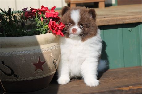 Beautiful Chocolate  Parti Male