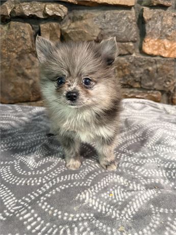 Little blue Merle