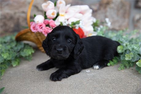 AKC Female