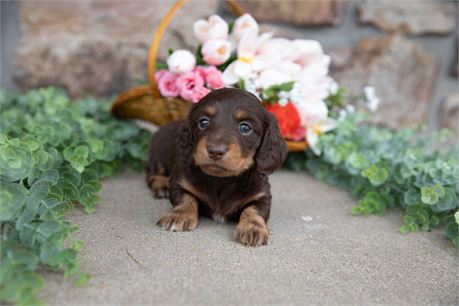 AKC Female