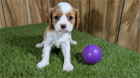 Blenheim Female Cavalier