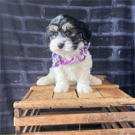 Female Havanese