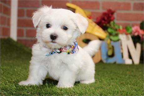 MALE MALTESE 038
