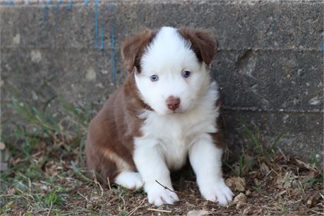 USDA CLEAN* ASDR Reg Mini Aussie