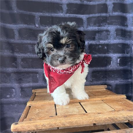 Male Havanese