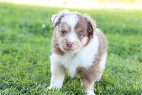 USDA CLEAN* ASDR Reg Mini Aussie