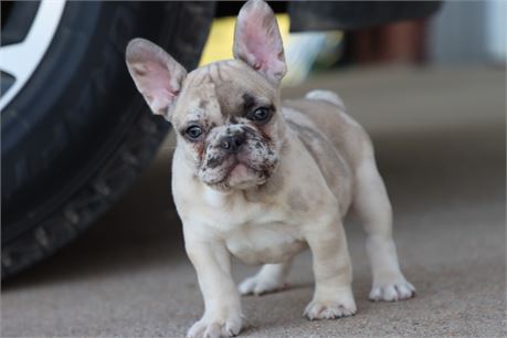 USDA CLEAN* AKC REG FRENCH BULLDOG