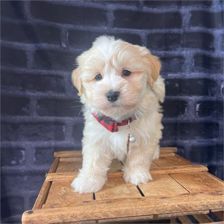 Male Havanese