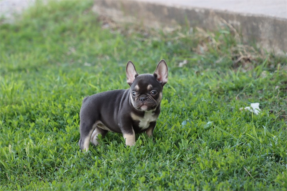 USDA CLEAN* AKC REG FRENCH BULLDOG
