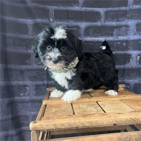 Male Havanese