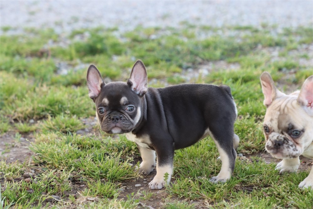 USDA CLEAN* AKC REG FRENCH BULLDOG