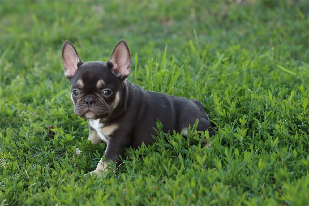 USDA CLEAN* AKC REG FRENCH BULLDOG