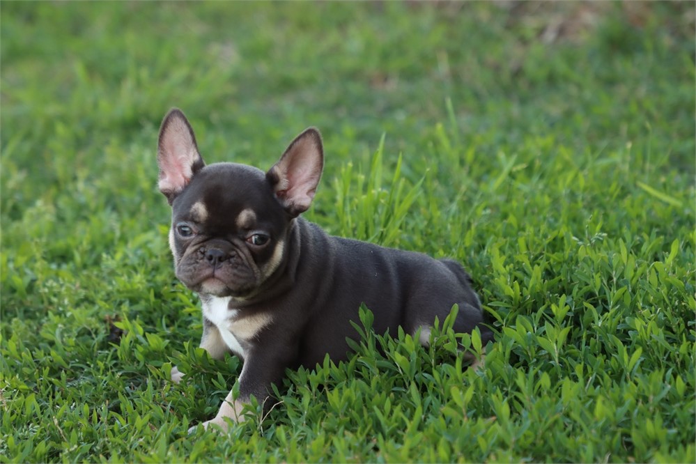 USDA CLEAN* AKC REG FRENCH BULLDOG