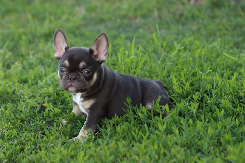 USDA CLEAN* AKC REG FRENCH BULLDOG