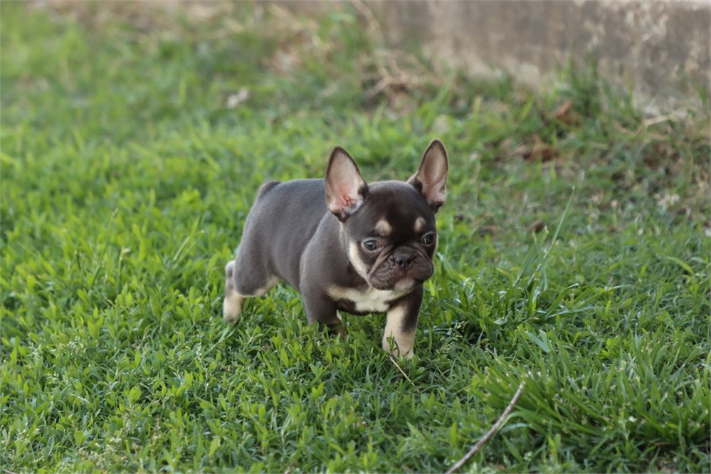 USDA CLEAN* AKC REG FRENCH BULLDOG