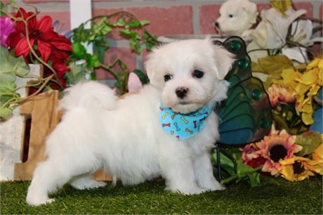 MALE MALTESE 034
