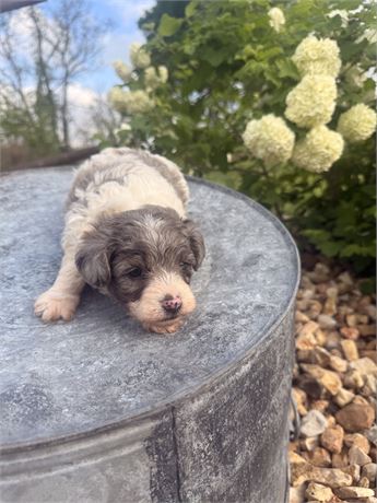 Male YorkiePoo
