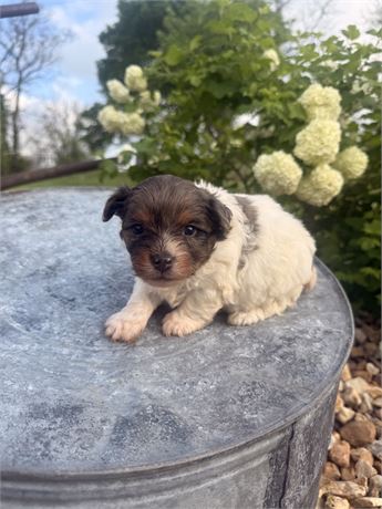 Male YorkiePoo
