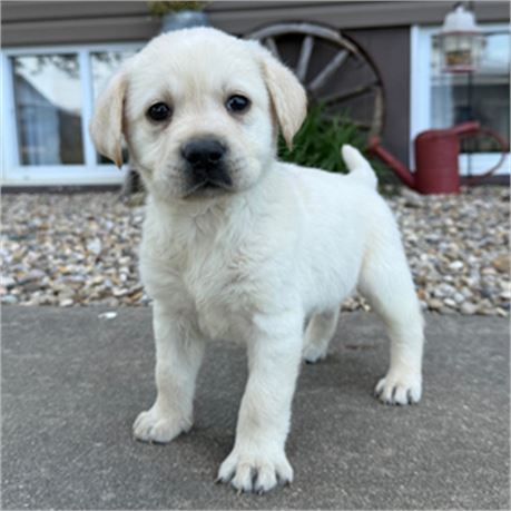 ACA English Labrador - Earl