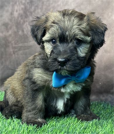 Male-HavaWheat (Havanese/Wheaten Terrier)