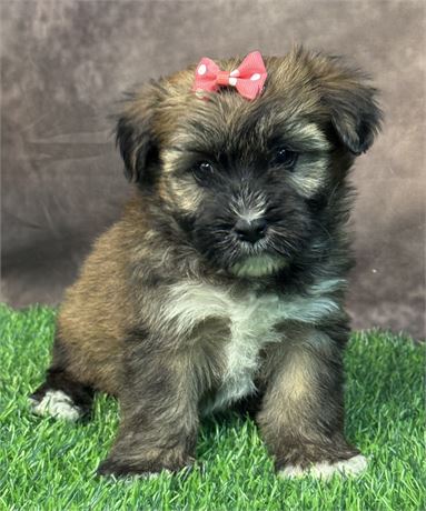 Female-HavaWheat (Havanese/Wheaten Terrier)