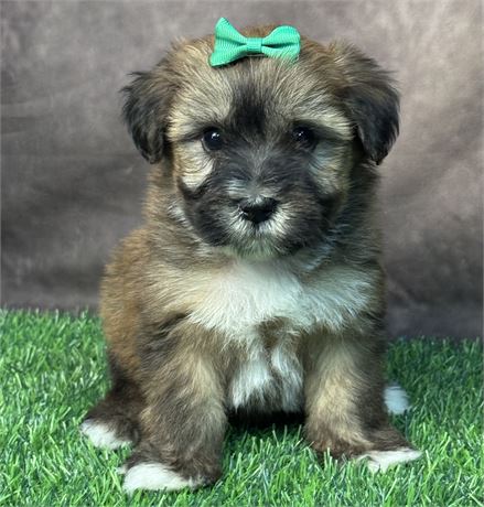 Female-HavaWheat (Havanese/Wheaten Terrier)