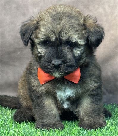 Male-HavaWheat (Havanese/Wheaten Terrier)