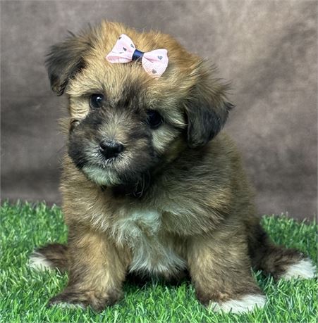 Female-HavaWheat (Havanese/Wheaten Terrier)