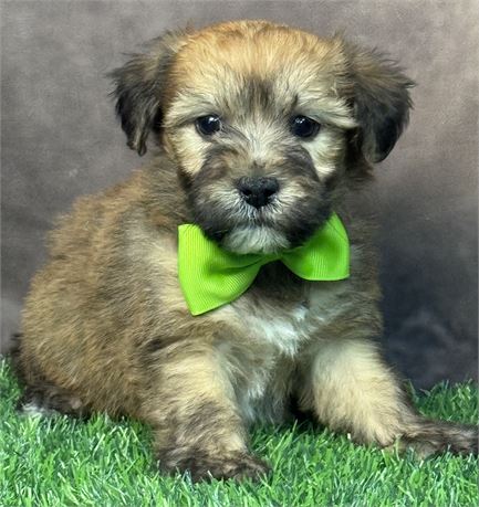 Male-HavaWheat (Havanese/Wheaten Terrier)