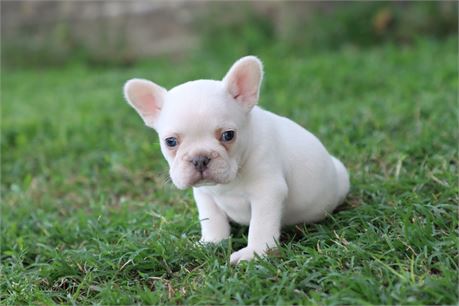 USDA CLEAN * AKC Reg French Bulldog