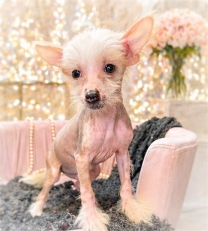 Br!an, Hairless CCR, Boy