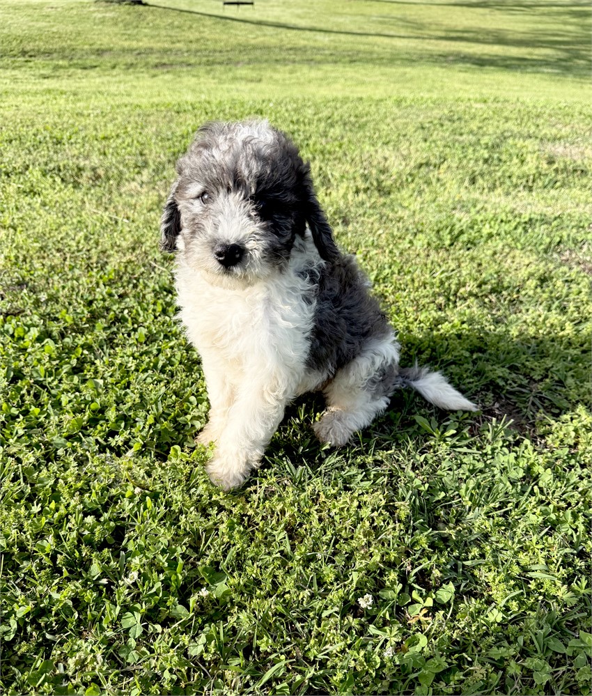 F1B Mini Bernedoodle - Male