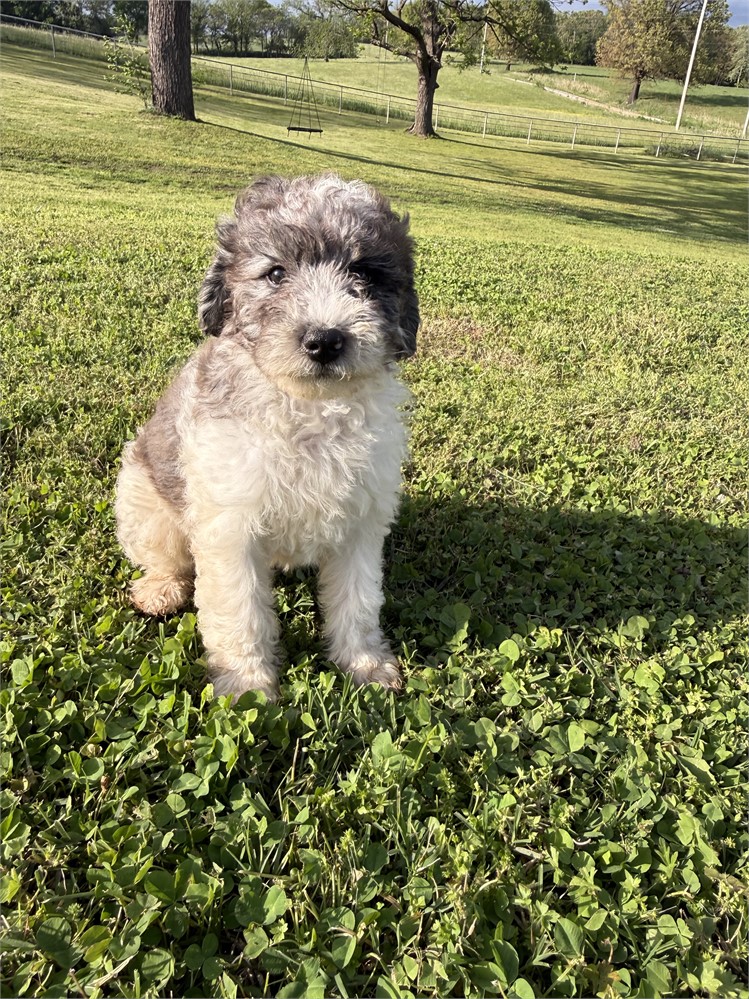 F1B Mini Bernedoodle - Male
