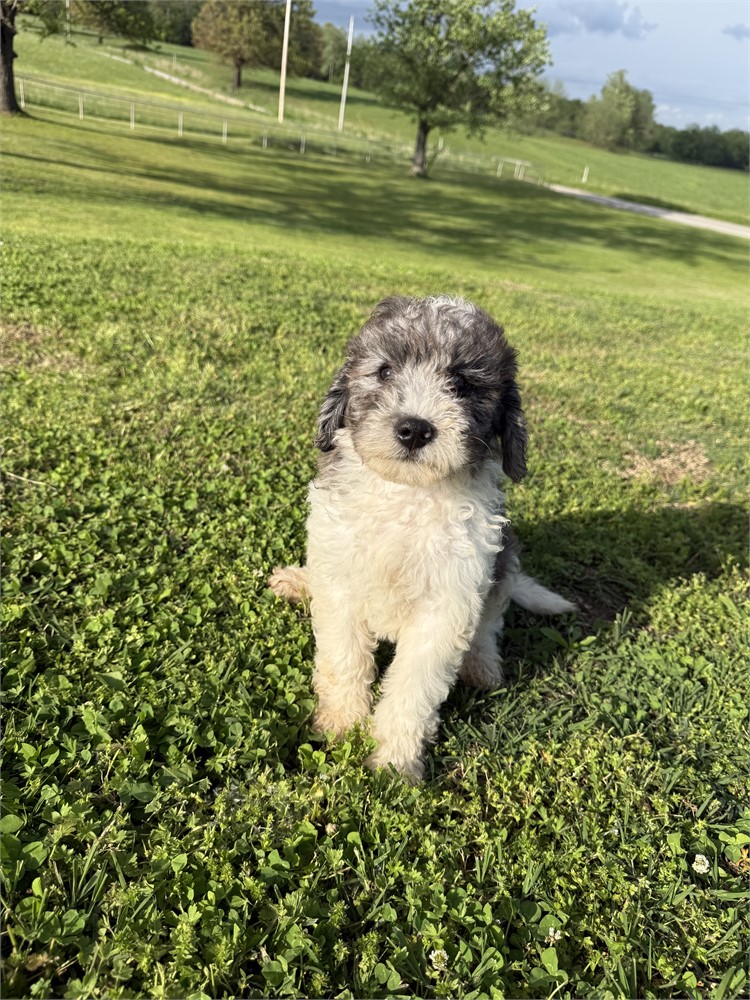 F1B Mini Bernedoodle - Male