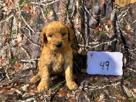 Goldendoodle